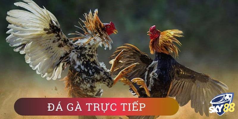 Lựa chọn chiến kê dựa trên giống gà